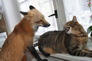 Смешные картинки и не очень