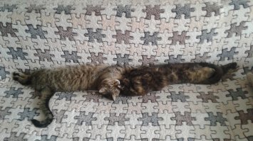 Коты - наше всё: милейшие фото кошек, которые подарят вам лучик добра