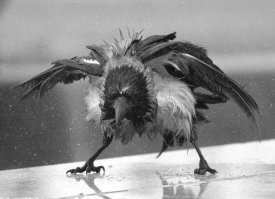 Последний полёт Карлсона