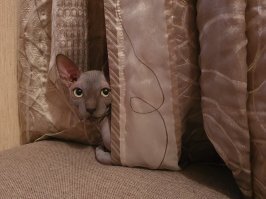 Коты-ниндзя, которые в совершенстве освоили древнее боевое искусство ниндзюцу