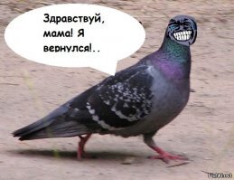 Пакистанский голубь отсидел в индийской тюрьме три года за шпионаж