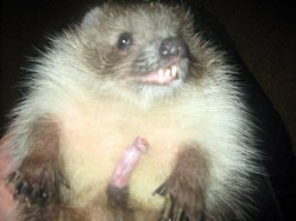 Это примерно как сказать-"п"здёж что бичи от боярки дохнут.Я вот лично ни разу не видел чтобы бич от боярки помер.А то что врачи п"здят-это говновысер".
Ты когда-нибудь ежа держал? Именно держал,а не "приходили"? Они с молока серят дальше чем видят. При том что нормальный кал у них-твёрдый(можешь подъ"бать,что я в ежином говне разбираюсь).