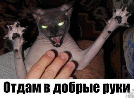 Прикольные и смешные картинки
