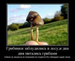 Самый загадочный организм планеты: почему грибы не способны к фотосинтезу?