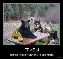 Самый загадочный организм планеты: почему грибы не способны к фотосинтезу?