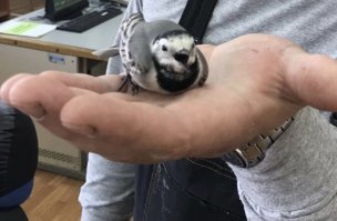 Две птахи влетели в дверь и врезались в стекло окна. Гонялись, видать, в брачной игре друг за другом. Одна сразу оклемалась, а эта с полчаса в себя приходила. Сидела с открытым клювом. Сначала моргать начала, потом головой шевелить. Оставил на травке у крыльца, Может и улетела. Но, треснулась основательно. 
Это вам не гузкой трясти. Никакой техники безопасности