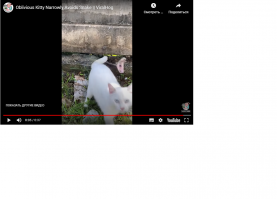 Ога ! Нихрена-се с таким хлебальником и "оборонялась" ! Для такого размера змеи, неважно какой породы, эта кошка как кролик - ррраз и .... переваривай неделю-полторы.