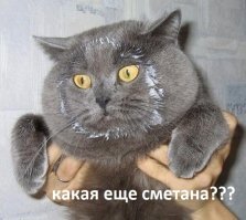 Прикольные и смешные картинки