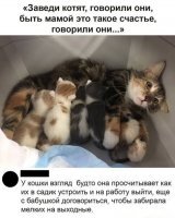 Голова на улице. А в домике 4 котенка.