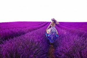 я конечно не цветочник-знаток, не спорю. но по поводу низкая. я был на лавандовых полях. там было... "ну в общем вам по пояс будет"(ц) ))) :)