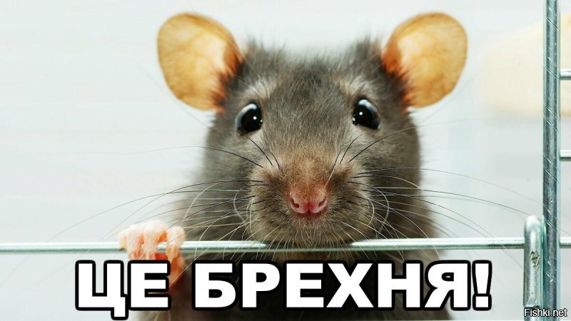 Исчезновение на Украине 2700 вагонов зерна списали на мышей