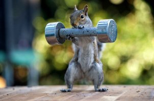 Мрачные повадки всем известного грызуна