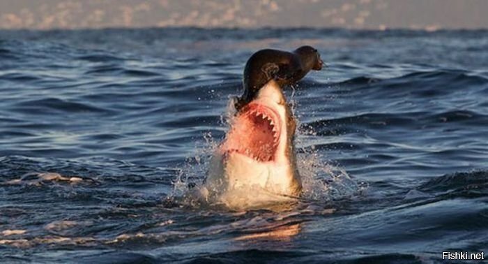 Солянка от 04.06.2020