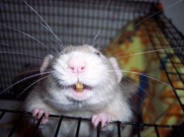 "Йа пакушол!.."