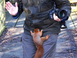 В поисках орешков....