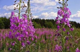 Обращаем внимание на цвет самого растения  Иван-чай розовый, лаванда фиолетовая.... Так что там вытоптали???