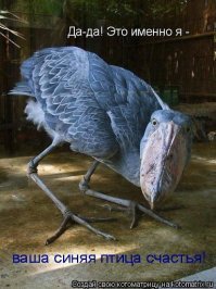 Смешные картинки и не очень