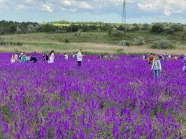 Не благодарите)))) :
"Всего неделя понадобилась "надмозгам" - любителям селфи из Инстаграма и Фейсбука чтобы вытоптать поле цветущего дельфиниума возле Теплодара. Толпа отставила после себя кучи мусора и мятых цветов."