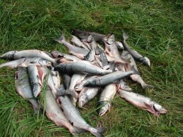 рыбалка в магадане))))))))  500 руб бензин 200 руб лицения, 12 руб за каждую пойманую  5 часов времени ! выход 8 кг красной икры,  около 20 штук кеты (засолили и заморозили) около 30 штук горбуши (икру пошкерили и выбросили в лес, на радость медведям))))))