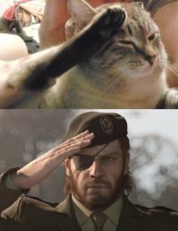 Прикольные и смешные картинки