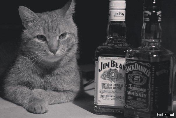 зайдём с козырей, а так?