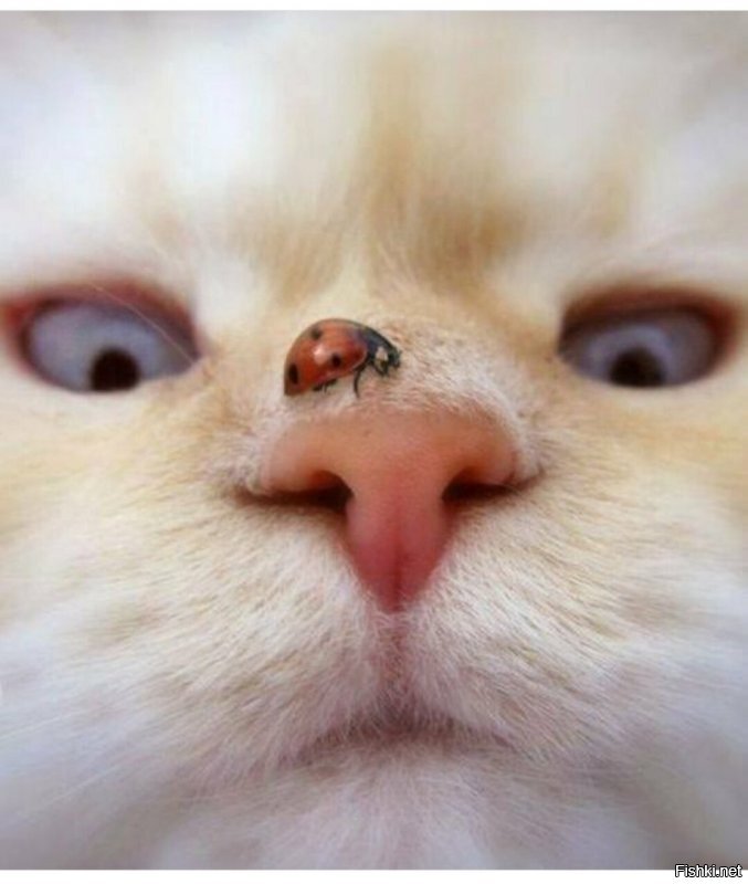 Солянка от 05.06.2020