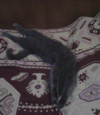 А это "Пух" Севастопольский. Был и стал.