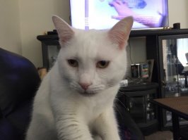 А это тёзка твоего кота.Тоже зовут Котом.