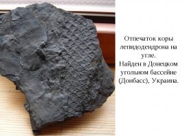 Происхождение угля остается загадкой