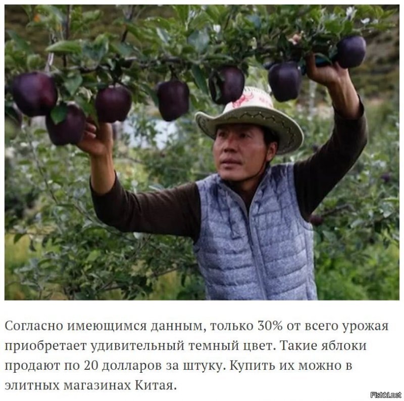 В мире всего насчитывается примерно 7500  сортов яблонь.
Родиной черных яблок считается Новая Зеландия, хотя особую роль и популярность этот необычный вид плодов получил в высокогорье Тибета на высоте 3500 метров над уровнем моря.

Днем эти яблоки получают очень много света, благодаря которому кожура из характерного красного цвета превращается в темно-фиолетовую.
Те, кто пробовал эти фрукты утверждают, что они вкуснее обычных...