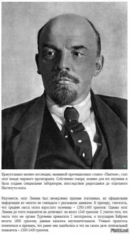 Мозги не "ум"...