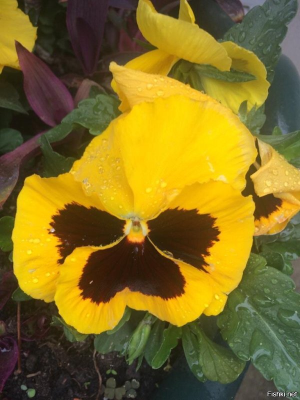 вот анютины глазки 
а это вялые петуньи в грязном  белье