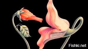 Анютины глазки