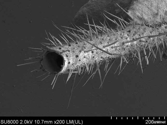 Сегодня комара прихлопнул