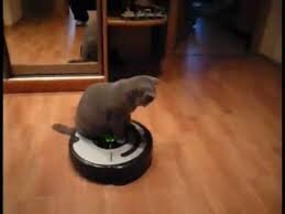 Кот на робососе