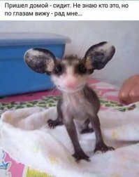 Смешные картинки и не очень
