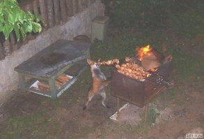 Смешные картинки