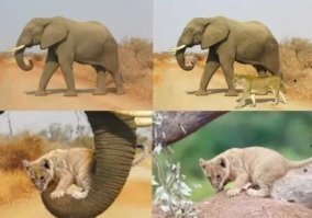 Это даже не фотошоп, а фотошопище. Я на этом слоне, по-моему, даже в сети Путина видела. Кого только на слоняшу не лепят.