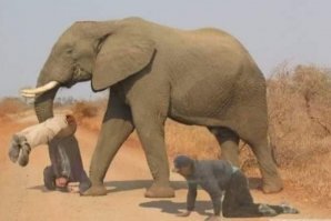 Это даже не фотошоп, а фотошопище. Я на этом слоне, по-моему, даже в сети Путина видела. Кого только на слоняшу не лепят.