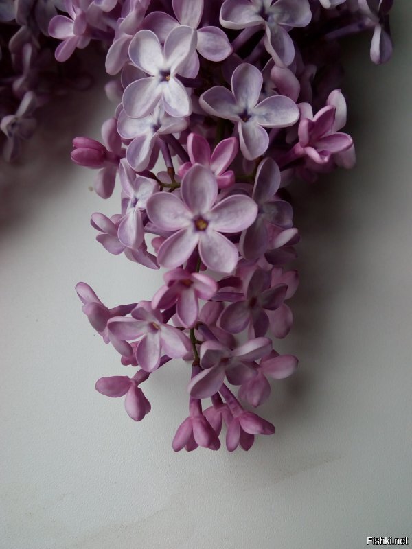 У меня под окнами много с пятью лепестками.