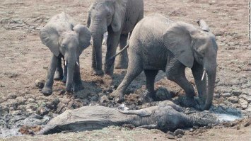 Да, правда? Тогда почему они хоронят умерших сородичей? Инстинкт такой? Несчастный случай когда человек вырыл колодец и слон туда упал. Несчастный случай когда слон не заметил в кустах человека и случайно на него наступил, но это должен быть бухой в жопу слон, обоняние и слух у них на порядок лучше нашего. Видел как коровы плачут когда их на бойню везут? Тоже инстинкт? Эта картина не сделал из меня вегетарианца, но задуматься заставила.