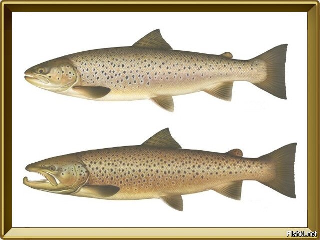 Читать надо, а не 
Кумжа   проходная, озёрная или ручьевая рыба из семейства лососёвых. Озёрная или ручьевая   жилые формы этого лосося называются форелью. 
Кумжа - типичный представитель семейства лососевых, куда относятся проходные и пресноводные рыбы. Ближайшими "двоюродными" родственниками её являются таймени, ленки, тихоокеанские лососи и тихоокеанские форели. Проходную форму называют кумжей, пресноводную (жилую) - форелью.
Кумжа существует в природе в разнообразных формах, сильно отличающихся друг от друга внешне, по месту существования и экологии. Систематики в настоящее время выделяют 6 подвидов, из которых в водах России и бывшего СССР обитают пять: 4 проходных и 1 озёрный. Ещё один подвид обитает в реках бассейна Аральского моря и последний - в водоёмах бассейна Средиземного моря, в море не выходит.
В запутанном вопросе систематики и родства многих "кумжеобразно-форелевых" форм решающую роль сыграли акклиматизация и разведение кумжи в искусственных условиях. Ранее кумжу и форель считали отдельными группами рыб. Например, долгое время ученые придерживались точки зрения Линнея, согласно которому ручьевая и озерная форель считались особыми видами. На ложность этого утверждения указал следующий факт: в Новую Зеландию для акклиматизации в здешних реках была привезена ручьевая форель. Спустя некоторое время часть освоившейся форели скатилась в низовье рек и море: и превратилась в проходную кумжу!