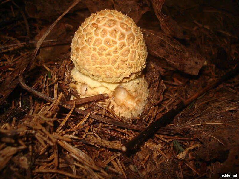 Мухоморы относятся к семейству Мухоморовые (Amanitaceae). Это одни из самых таинственных грибов, растущих в наших лесах. Есть мухоморы красивые, но ядовитые. Другие имеют менее привлекательную внешность, однако они съедобные. Среди мухоморов есть даже такой, который считается вкусным съедобным грибом первой категории.
Мухомор серо-розовый чаще растет на открытых травянистых местах. Время его плодоношения: июнь октябрь.
Готовить этот гриб можно только после предварительного отваривания, причем первую воду нужно слить. При сборе важно не перепутать мухомор серо-розовый с мухомором пантерным.