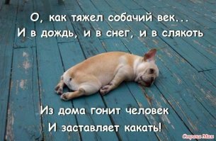 Этот пёс настолько ленив, что отказывается ходить