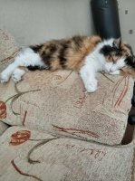 А моя кошка в постоянной депрессии. Хотя, иногда она смотрит на всех, как на говно