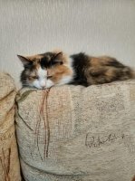 А моя кошка в постоянной депрессии. Хотя, иногда она смотрит на всех, как на говно