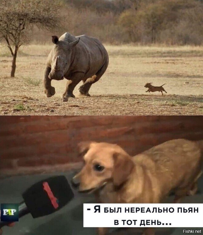 Солянка от 06.06.2020