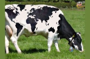 Смешные картинки и не очень