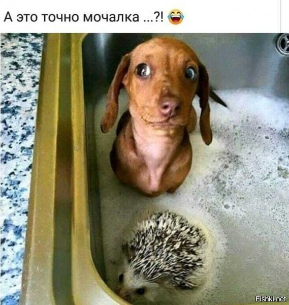 А это не вредно для животных? Ну, пёсель ладно, он большой. Но мелкий-то ведь точно пены нахлебается.