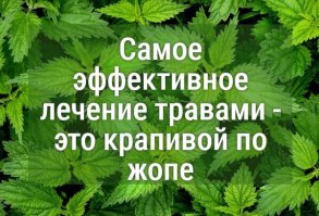 В чем заключается польза крапивы?